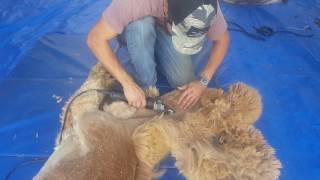 Alpaca shearing at Pacabella [upl. by Dlareg396]