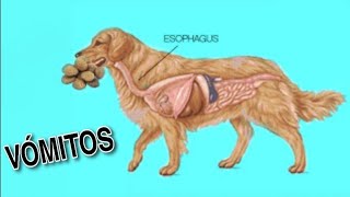 CAUSAS DE VOMITOS EN PERROS 🤮 [upl. by Hermine969]