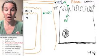 Reabsorption 2 Proximal convoluted tubule [upl. by Kcoj]