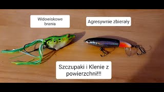 Szczupaki i Klenie na przynęty powierzchniowe  Pięknie zbierały [upl. by Weiser813]