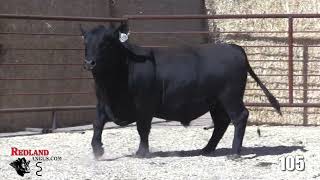 Redland Angus Lot 105 [upl. by Ansela]