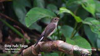 Đớp ruồi Taiga  Taiga flycatcher Vietnam Wildlife [upl. by Philip]