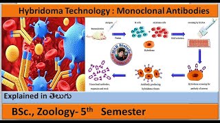 Hybridoma Technology  Monoclonal Antibodies1  BSc Zoology  HSR Bioinfo [upl. by Idelle]