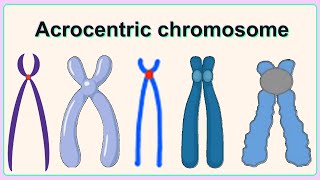 acrocentric chromosome [upl. by Wendell]