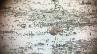 Whitetailed Lapwing Vanellus leucurus [upl. by Marja]