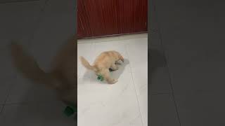 puppy 🐶  puppies crying 😢  puppies lover 🐕  puppies sound puppy dog dogshow shorts [upl. by Anaigroeg]