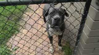 Baloo  Neopolitan mastiff cross american staffy [upl. by Ashlie]