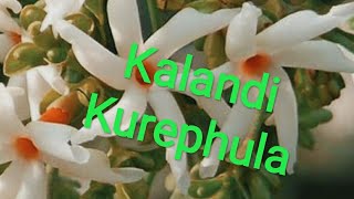 Kalahandi kurephula [upl. by Eiuqnom]