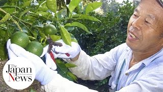 Kabosu citrus fruit in The Japan News [upl. by Aillicsirp]