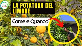 OTTOBRE  La Potatura Del LIMONE DI MANTENIMENTO [upl. by Adnarrim]