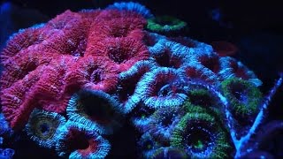 30 Gallon Display  chalice acans scolymia acanthophyllia euphyllia montipora [upl. by Nij]