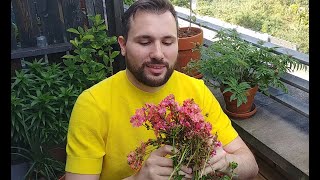 Propagating and Pruning my Lewisia Cotyledon [upl. by Bywaters]