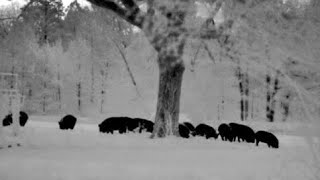 142 Hogs Down  Hog Hunting in Texas with Thermal Night Vision  Pulsar Trail XP50 Compilation [upl. by Olmsted]