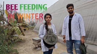 Bee Feeding in Winter  Beekeeping  ENT401  School of Agriculture  LPU [upl. by Erdnuaed]