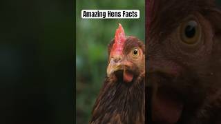 Amazing facts about hens  Facts about hens  Hindi facts shorts [upl. by Eidurt]