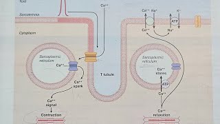 5Properties Of cardiac muscle part 2physiological Property of cardiac muscle number 6 droogway [upl. by Nodle]