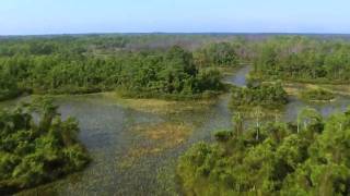 Okefenokee Swamp [upl. by Aztinay807]