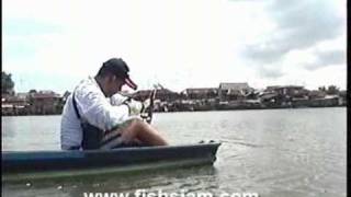 Fishing for Giant Freshwater Stingrays in Bangkok Thailand [upl. by Aiuqram]