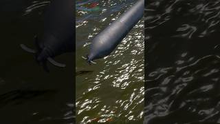 3 torpedos de acorazado Aleman alcanzan a lancha patrullera No Real naval warthunder [upl. by Dom238]