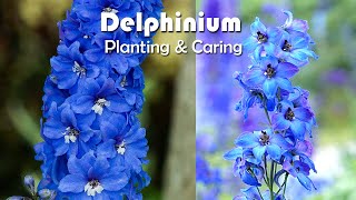 How To Grow Delphiniums Flowers  Delphiniums Planting amp Caring [upl. by Lasorella296]