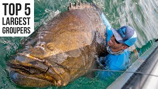 Top 5 Largest Goliath Groupers Caught [upl. by Ecila597]