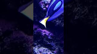 Six line wrasse eating vermetid snails after I hammer them open [upl. by Raama]