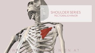 Pectoralis Minor Shoulder Series Part 12 3D Animation [upl. by Aniri]