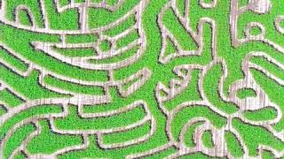 Carpinito Bros Corn Maze 2020  Kent WA [upl. by Ayrb346]