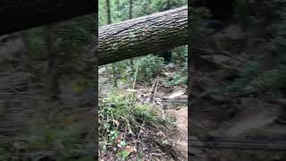 Please SUBSCRIBE mountain gravel road washed out Hurricane Helena outside Asheville [upl. by Roch]