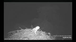 A mouse takes cover while a Barn Owl investigates the Sauces Cyn nest Santa Cruz Is 092124 [upl. by Haeluj]