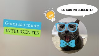 Gatos são muito inteligentes🐈‍⬛gatos gatocinza gatofalante gatoquefala fyp trend trigatos [upl. by Inilam640]