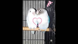 Love Birds Parrots and Parakeets ❤️ shorts shortfeed viral ytshort youtube [upl. by Eldreeda]