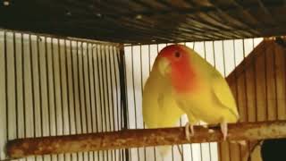 Love birds family fisher lutino beautiful sound awaz tota bird setup lovebirds [upl. by Penhall913]