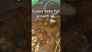 Guppy fish full growth 🐟shortsfeed shots guppyfish guppie farming fishguppyfishgrowth [upl. by Anirahs]