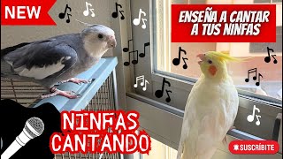 NINFAS CANTANDO 🎶birds ninfa ninfas aves nymph sound calopsita new newvideo birdsounds [upl. by Astrahan]