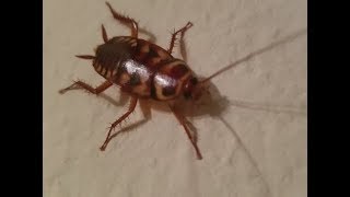 Video of the Palmetto Bug American CockRoach What does Look Like Picture Florida Texas California [upl. by Askari]