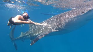 Snorkeling with whale sharks in Oslob Philippines 🇵🇭 [upl. by Keene]