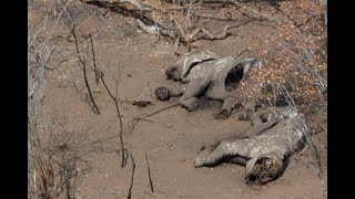 Poachers cause elephants to evolve tuskless [upl. by Dixie976]