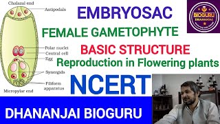 Structural Description of Female Gametocyte Embryo SacNEETNCERT [upl. by Revkah]