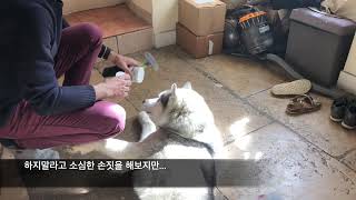 To be a handsome husky  Comment nettoyer les oreilles et les dents de son chien avec amour [upl. by Windy170]