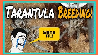 Ceratogyrus Meridionalis Breeding  Tarantula Breeding [upl. by Xerxes]