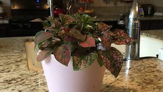 Polka Dot Plant Time Lapse of Being Watered [upl. by Tobie]