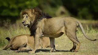 Lion mating courtship in Masai Mara Part I masaimara lions mating [upl. by Arotak422]