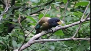 Great barbet Megalaima virens [upl. by Rammaj994]