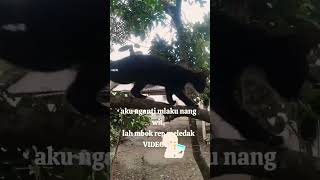 Jare Kucing ILENG [upl. by Akemit]