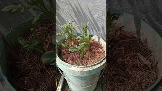 Potato plants 10 day later😍 indianfarmer phoolpatte gardening indianterracegardening viralshort [upl. by Uyekawa]