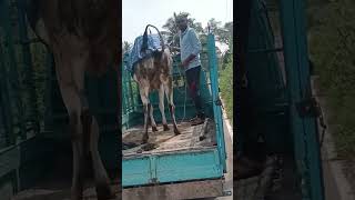 Hallikar cow climbing Tempo after crossing with Studbull in Srirangapatana Taluk [upl. by Bascio]