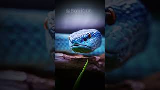 Blue pit viper [upl. by Malan]