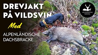 DREVJAKT PÅ VILDSVIN MED ALPENLÄNDISCHE DACHSBRACKE [upl. by Enaillil]