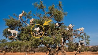 Why do goats graze in trees in Morocco [upl. by Otanutrof]